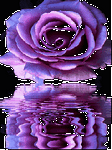 pic for FLOWER 240X320